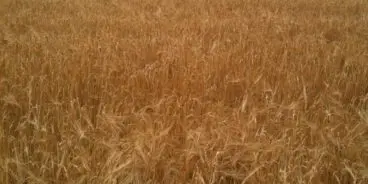 barley-fields-02