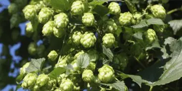 hops-plant-e1458532767959