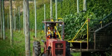 Hop Products Australia hop harvest 2