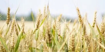 Field of barley, one of beer's four key ingredients