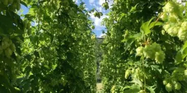 mitta mitta hops