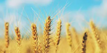 barley-drought