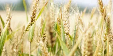 Field-of-barley