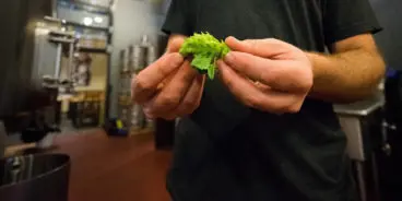 man-holding-hop-plant
