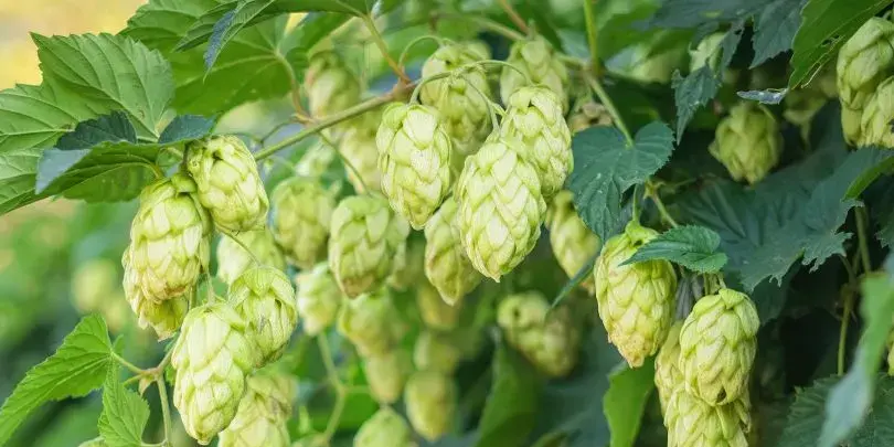 hop farm - clayton hops