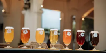 A line of glasses of beer on a bar